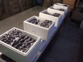 野生菌冷庫(kù)設(shè)計(jì)