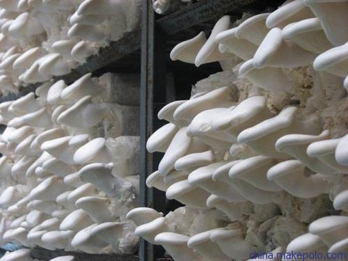 野生菌冷庫(kù)安裝