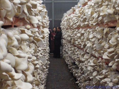 野生菌冷庫(kù)